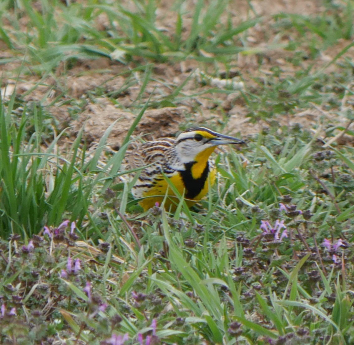 Eastern Meadowlark - ML632871545
