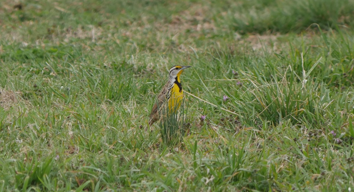 Eastern Meadowlark - ML632871546