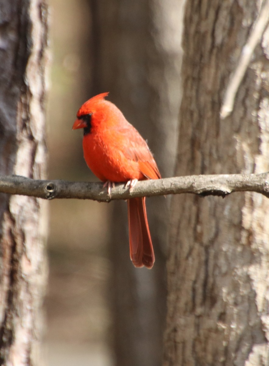 Northern Cardinal - ML632871548