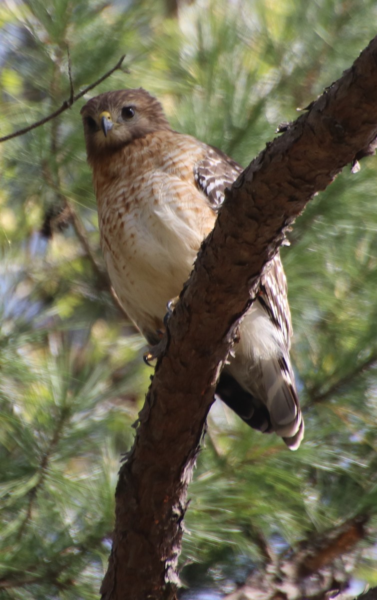 Red-shouldered Hawk - ML632871598