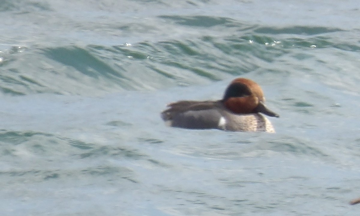 Ногоохон нугас - ML632871746