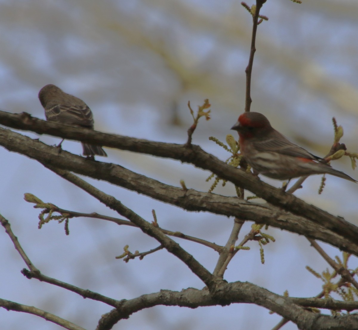 House Finch - ML632871749