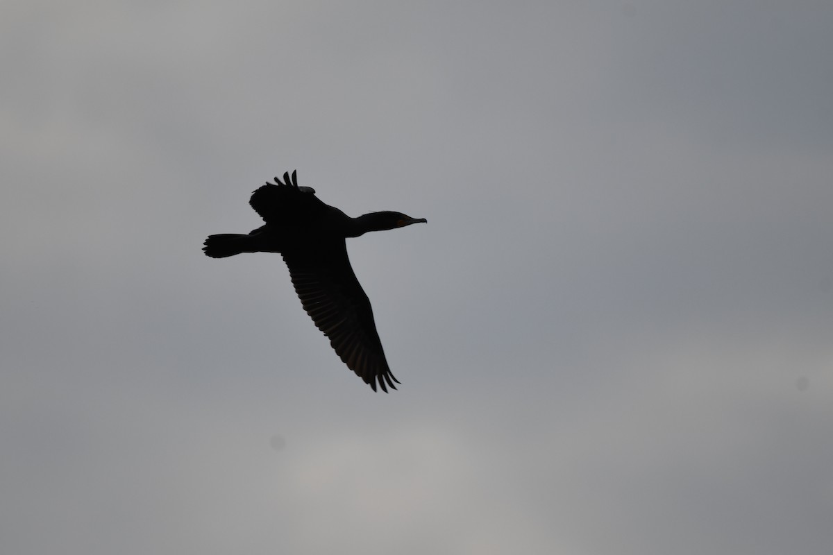 Double-crested Cormorant - ML632871784