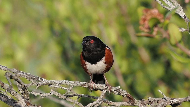 Spotted Towhee - ML632871817