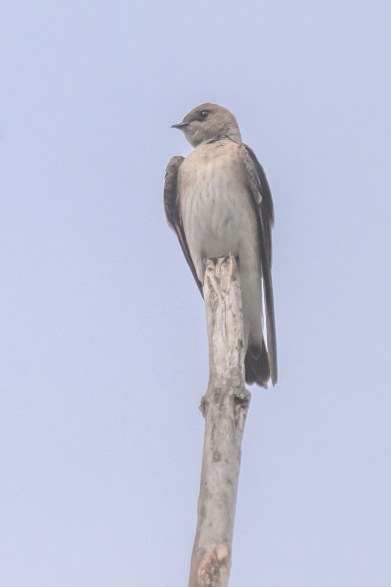 Northern Rough-winged Swallow - ML632871832