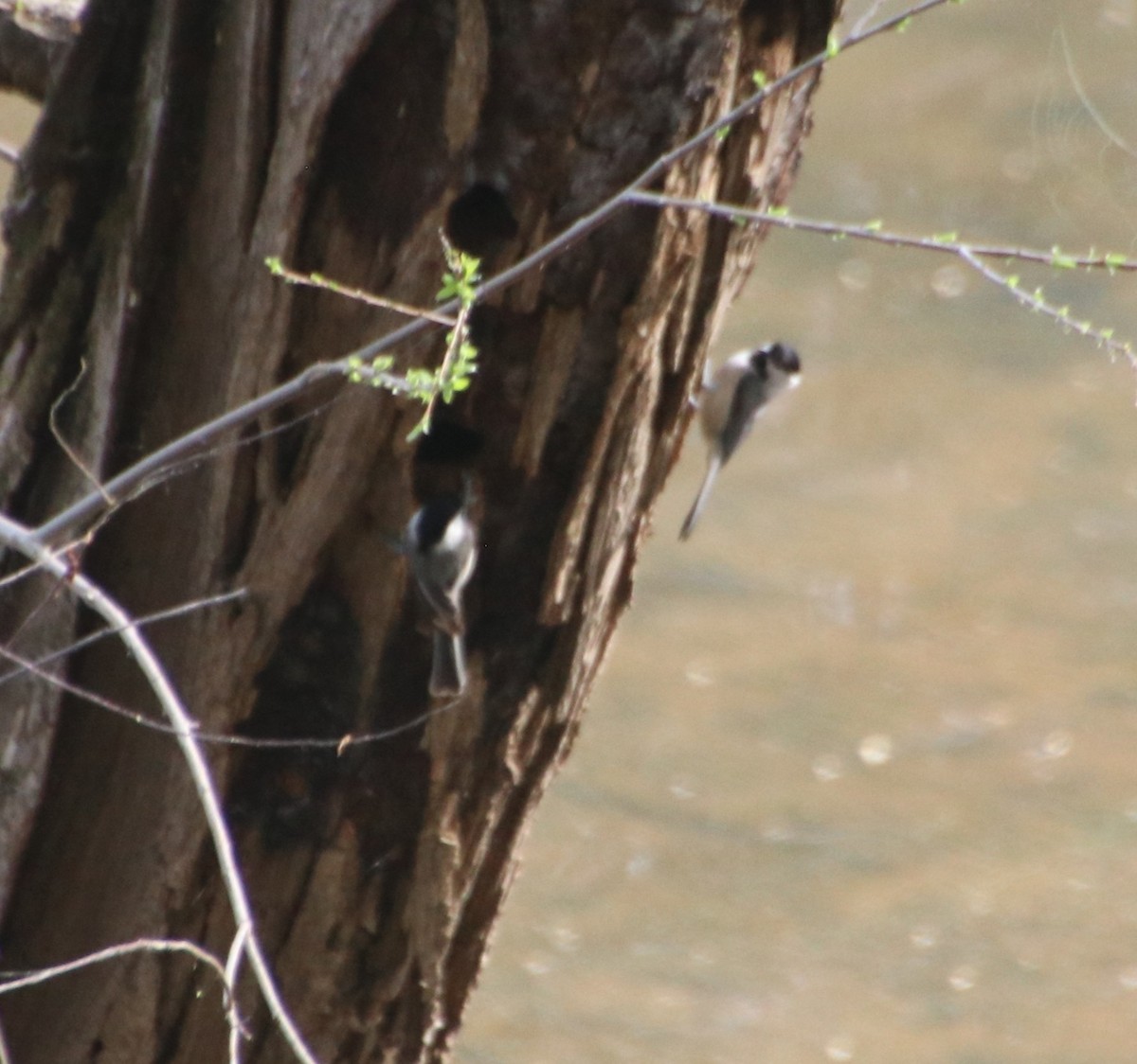 Carolina Chickadee - ML632871866