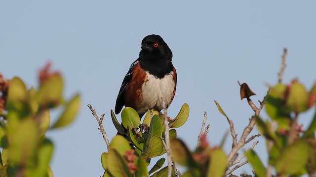 Spotted Towhee - ML632871882