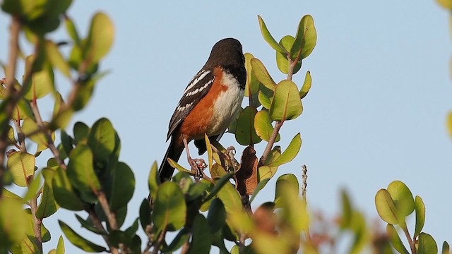 Spotted Towhee - ML632871889
