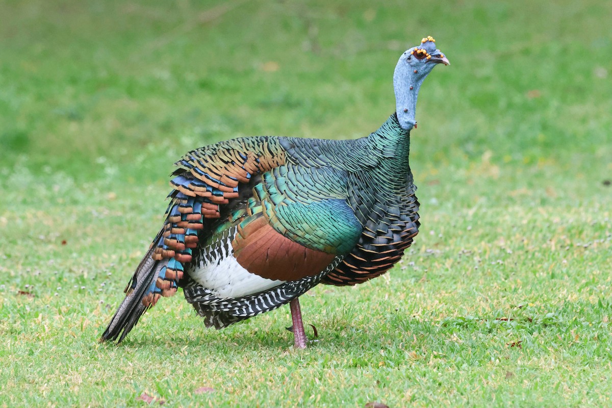 Ocellated Turkey - ML632871904