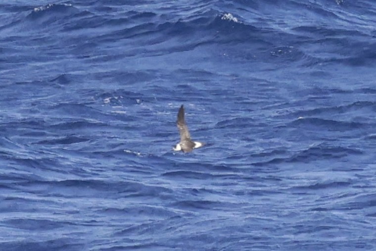 Black-capped Petrel - ML632871914