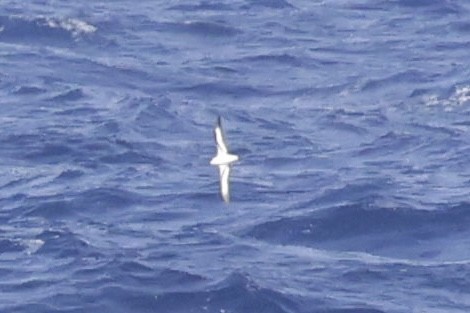 Black-capped Petrel - ML632871915