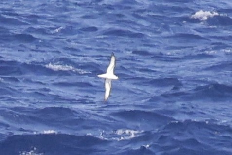 Black-capped Petrel - ML632871917