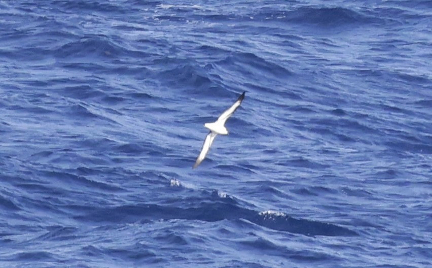 Black-capped Petrel - ML632871920