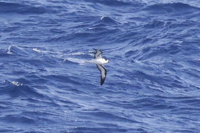 Black-capped Petrel - ML632871996