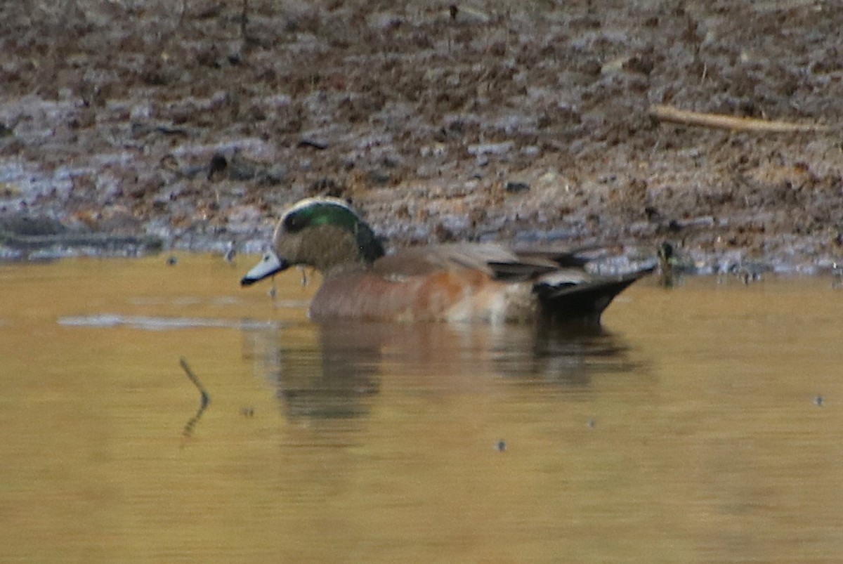 American Wigeon - ML632872006