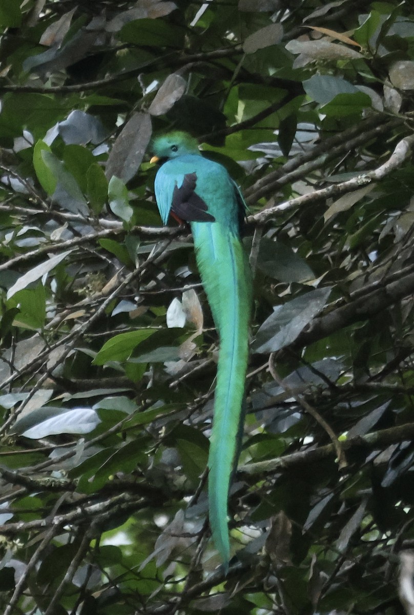 Quetzal - ML632872014