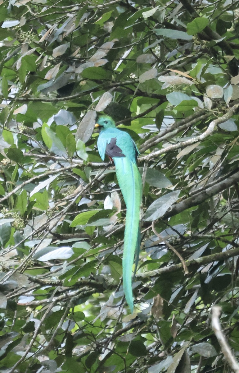 Quetzal - ML632872015