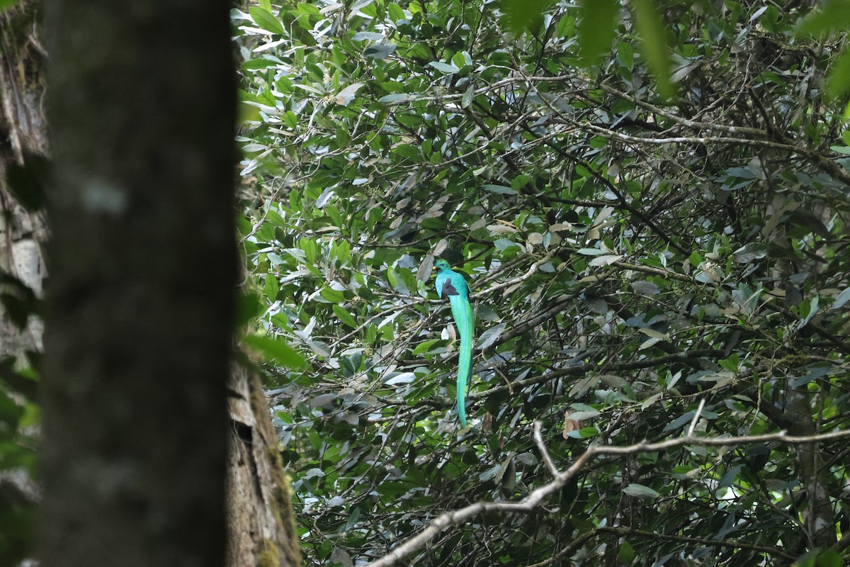 Quetzal - ML632872016