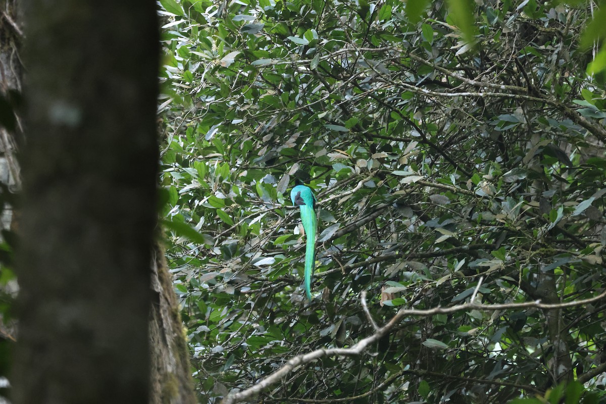 Quetzal - ML632872017