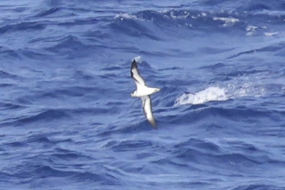 Black-capped Petrel - ML632872027