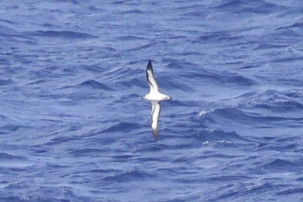 Black-capped Petrel - ML632872028