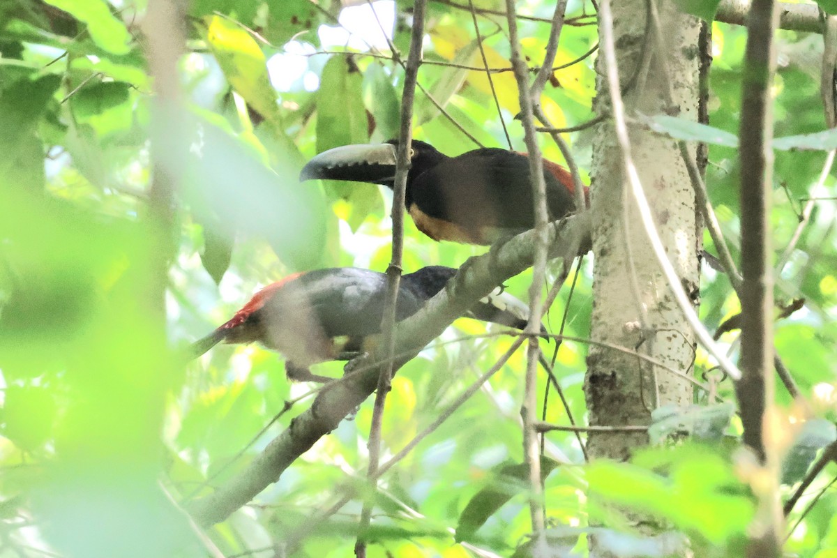 Collared Aracari - ML632872207