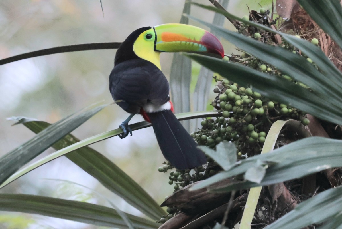 Keel-billed Toucan - ML632872253