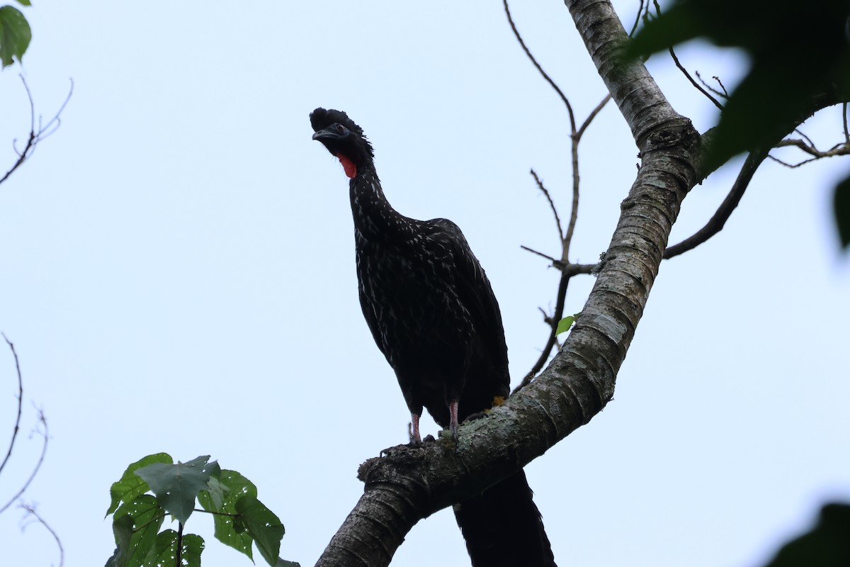 Haubenguan - ML632872276