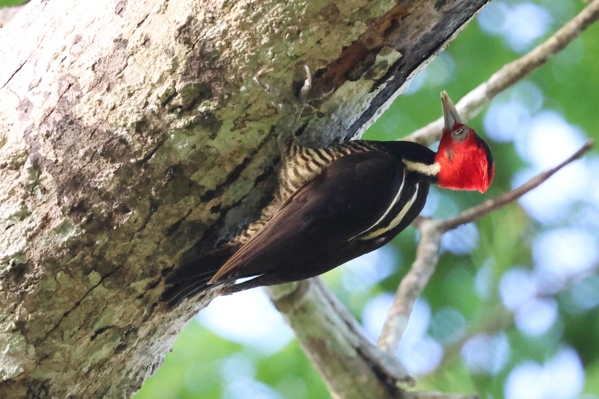 Pale-billed Woodpecker - ML632872286