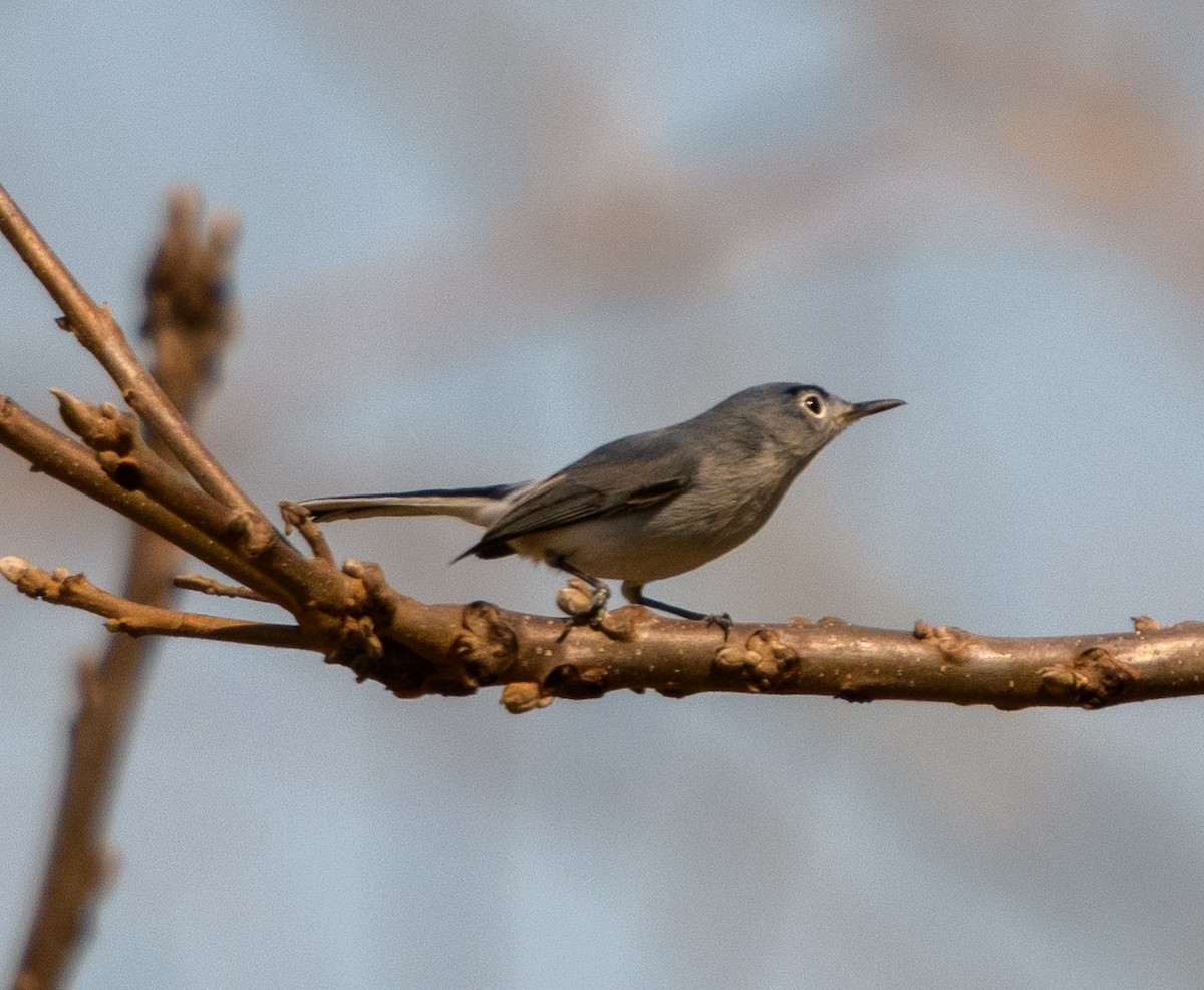 Blue-gray Gnatcatcher - ML632872310