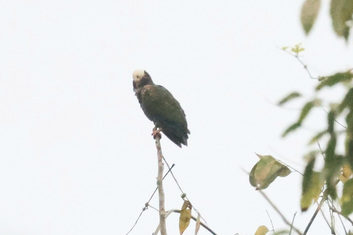 White-crowned Parrot - ML632872312