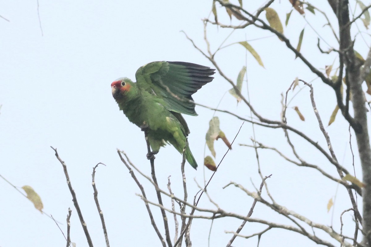 Red-lored Amazon - ML632872327