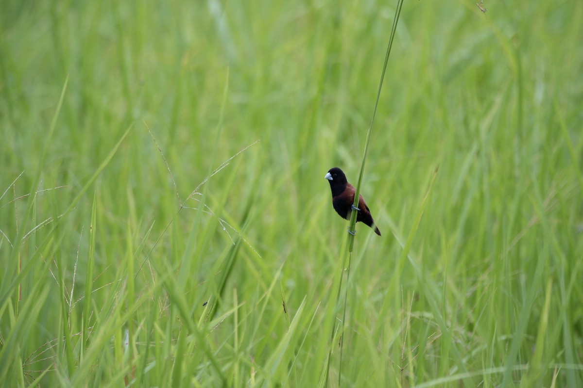 Chestnut Munia - ML632872458