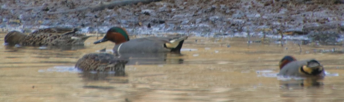 Green-winged Teal - ML632872473