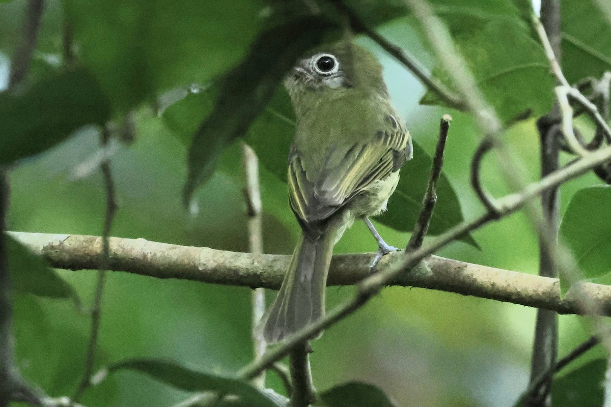 Eye-ringed Flatbill - ML632872474