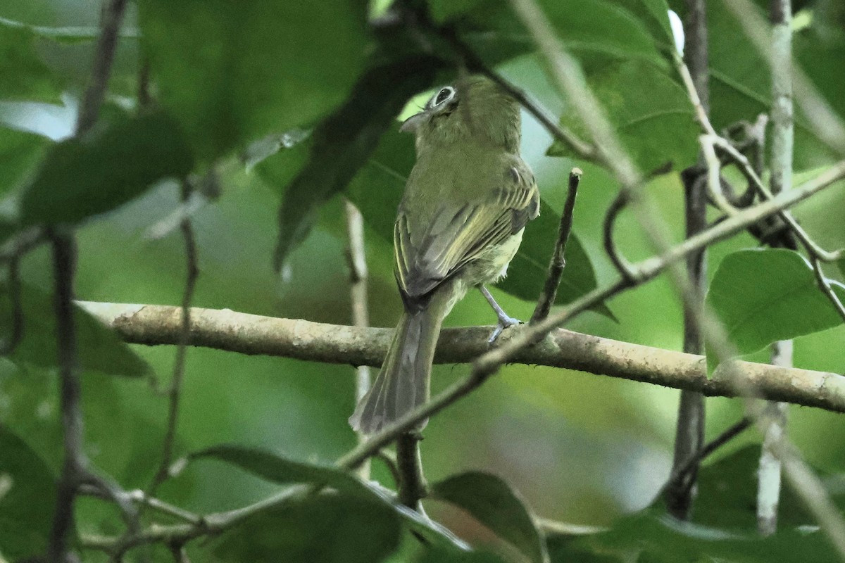 Eye-ringed Flatbill - ML632872475