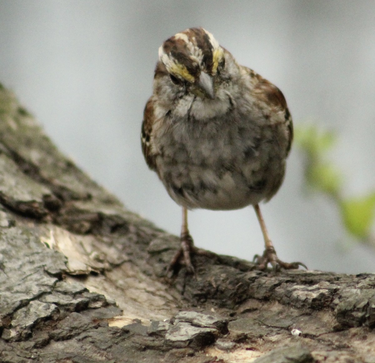 White-throated Sparrow - ML632872487