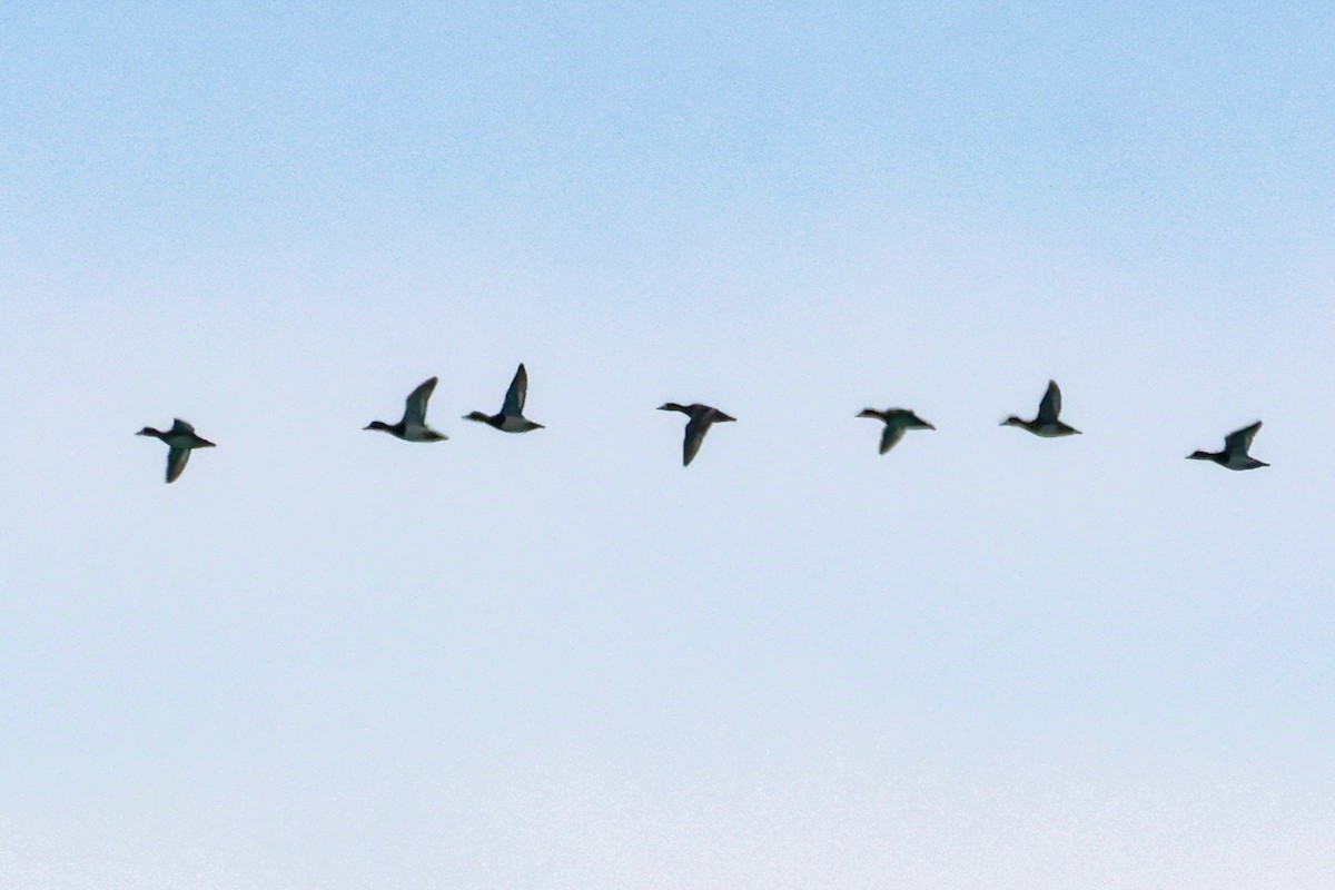 Greater Scaup - ML632872489