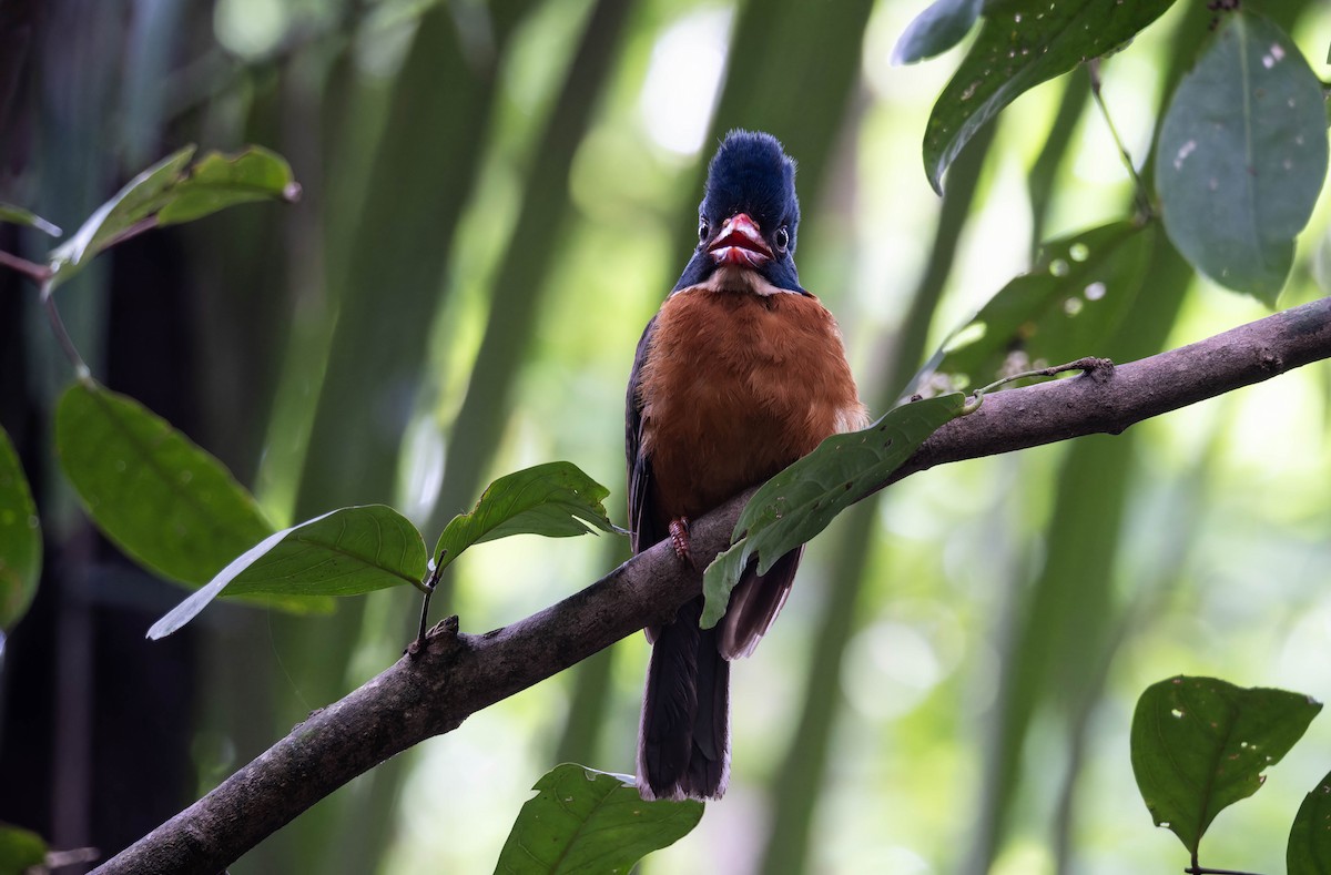 Green-backed Kingfisher - ML632872499