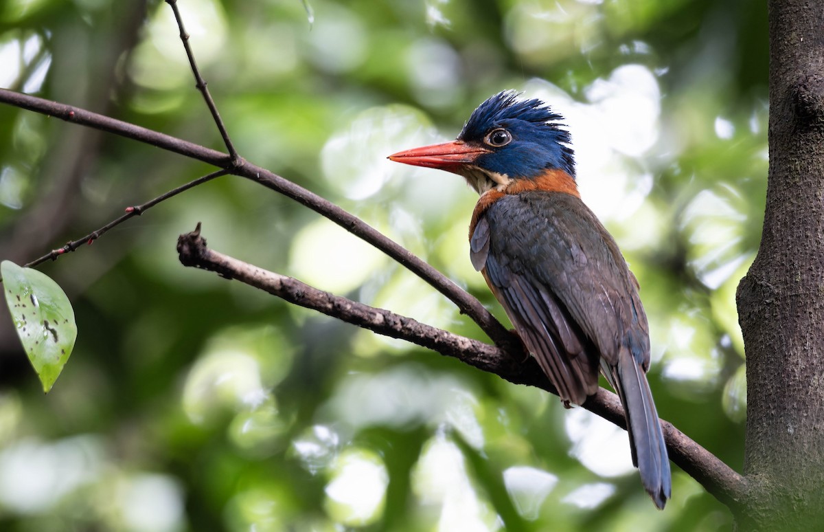 Green-backed Kingfisher - ML632872504