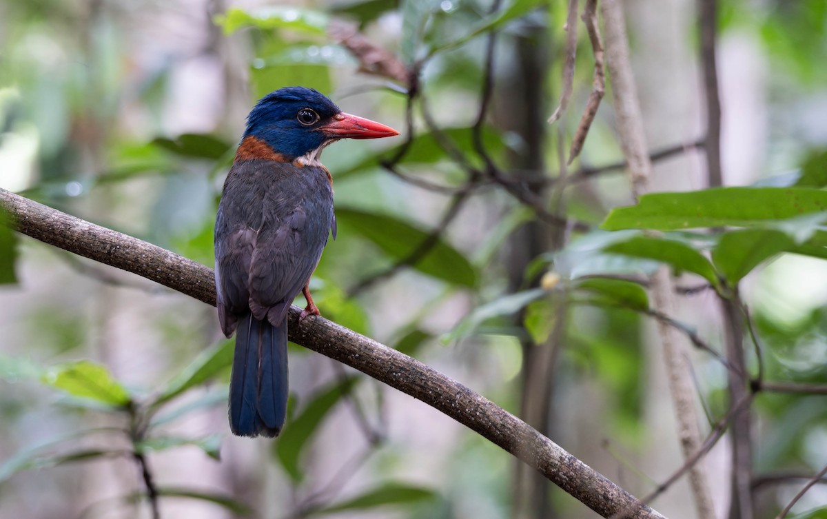 Green-backed Kingfisher - ML632872508