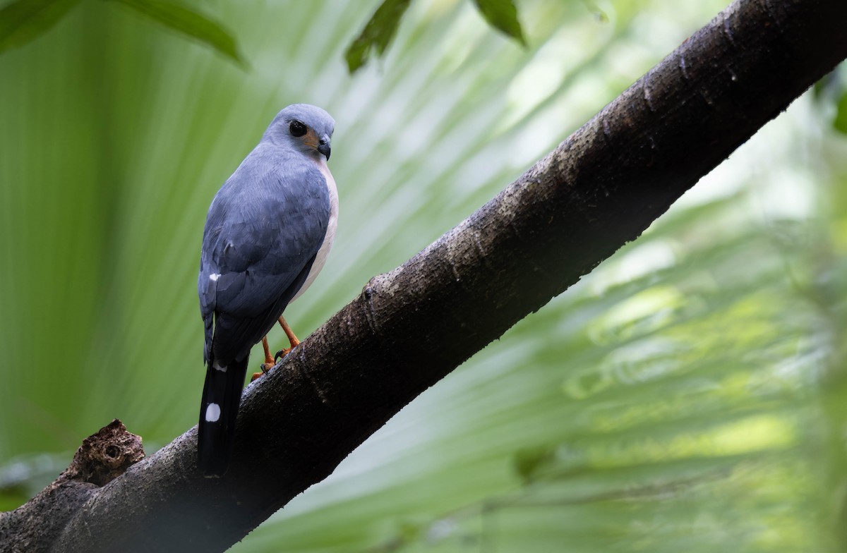 Spot-tailed Goshawk - ML632872525