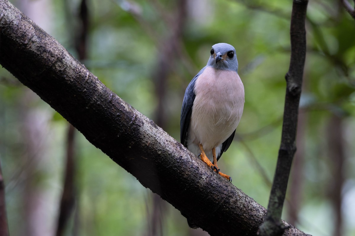 Spot-tailed Goshawk - ML632872527