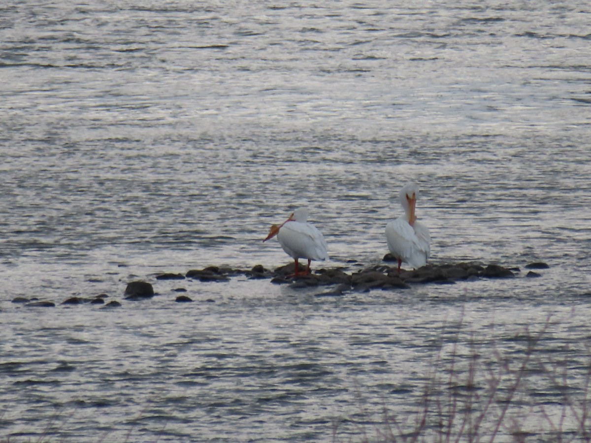 American White Pelican - ML632872528