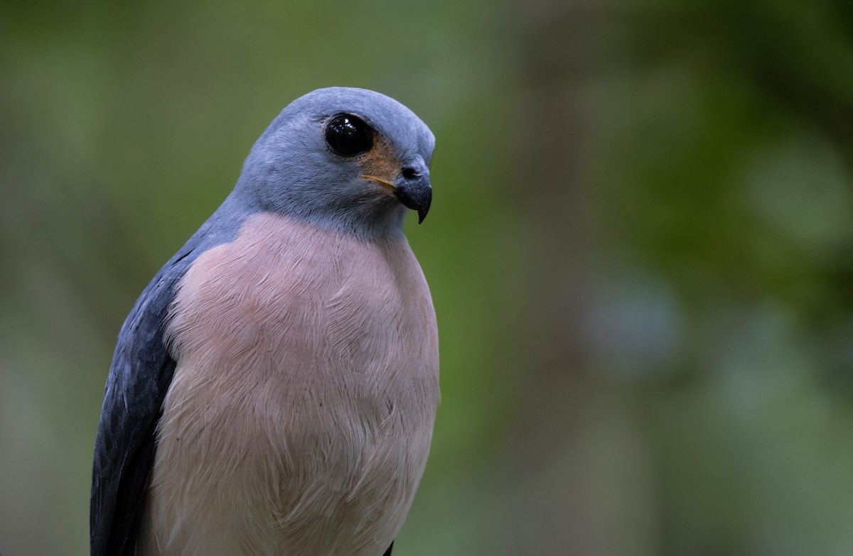 Spot-tailed Goshawk - ML632872533