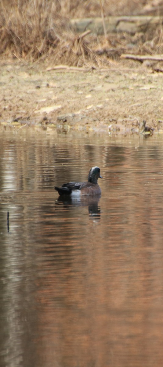 American Wigeon - ML632872536