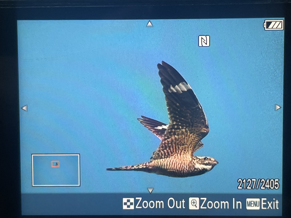 Lesser Nighthawk - ML632872602