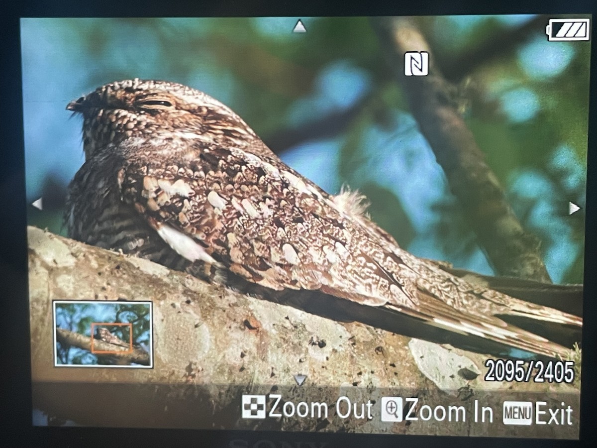 Lesser Nighthawk - ML632872603