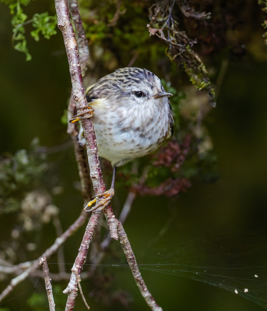 Rifleman - ML632872613