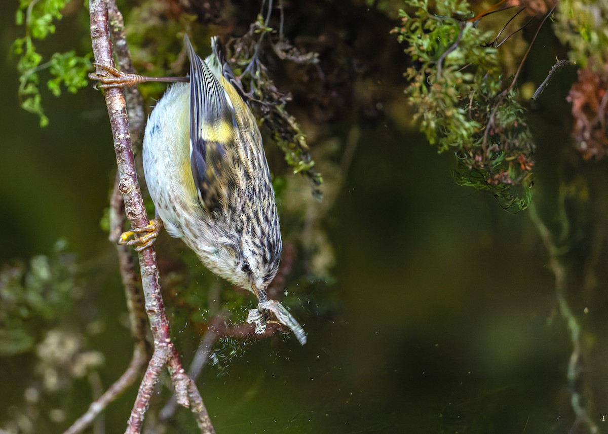 Rifleman - ML632872614